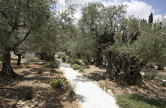 Garden of Gethsemane