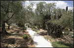 Garden of Gethsemane
