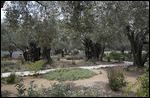 Garden of Gethsemane